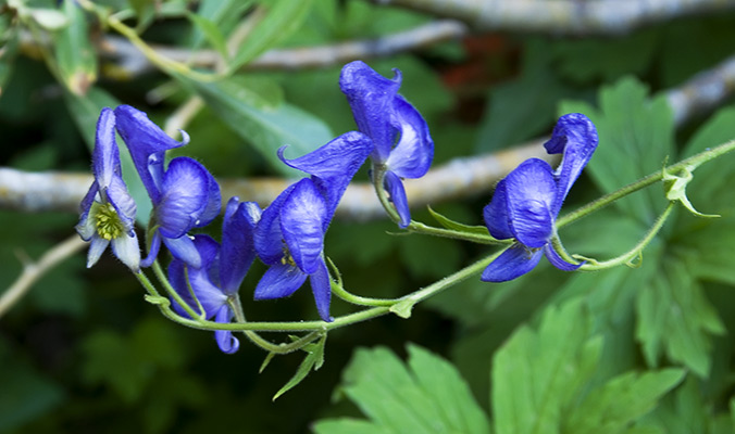 monkshood wildflowers